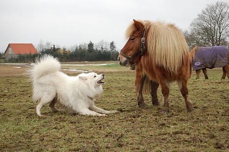 Samojedhund Ruska  - rulle og vores shetter sofus :) billede 7