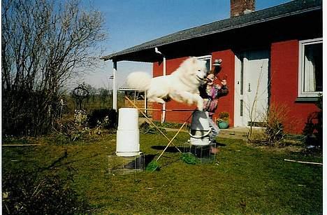 Samojedhund Ruska  - Han kan skam hoppe den lille hund.. billede 9