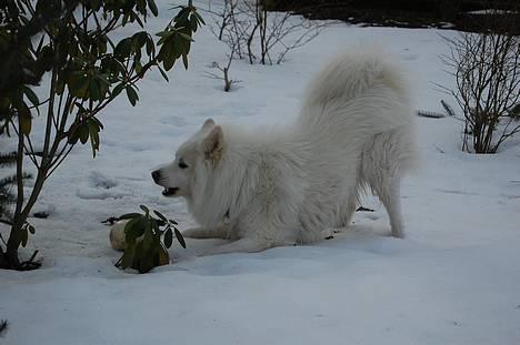 Samojedhund Ruska  billede 11