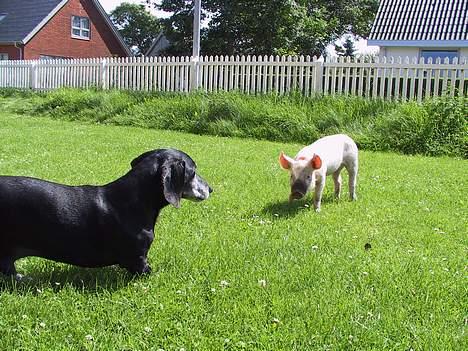 Gravhund Long John +DØD+ - John og naboens gris i vores have (ë) billede 1