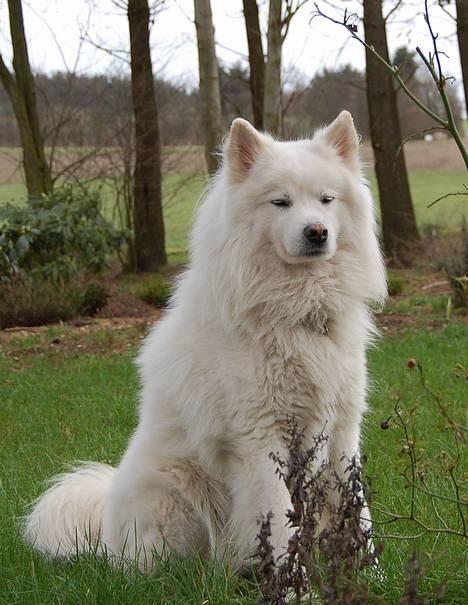 Samojedhund Ruska  - så fin :) billede 16