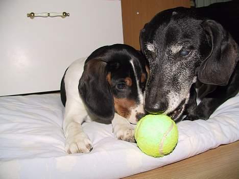 Gravhund Long John +DØD+ - En måned før han blev aflivet, han er sammen med vores nuværende hund, King billede 2