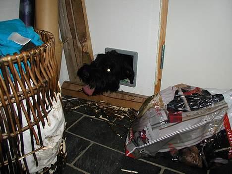 Riesenschnauzer Holli R.I.P <3 - "Så luk mig da iiiiind!!!" billede 5