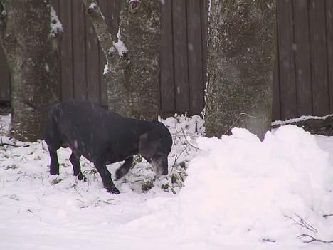 Gravhund Long John +DØD+ - Johns sidste vinter billede 3