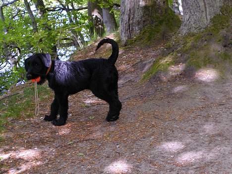 Riesenschnauzer Holli R.I.P <3 - Holli ca 12 uger gammel billede 6