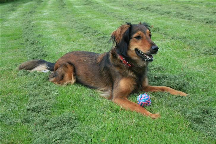 Blanding af racer Molly billede 1