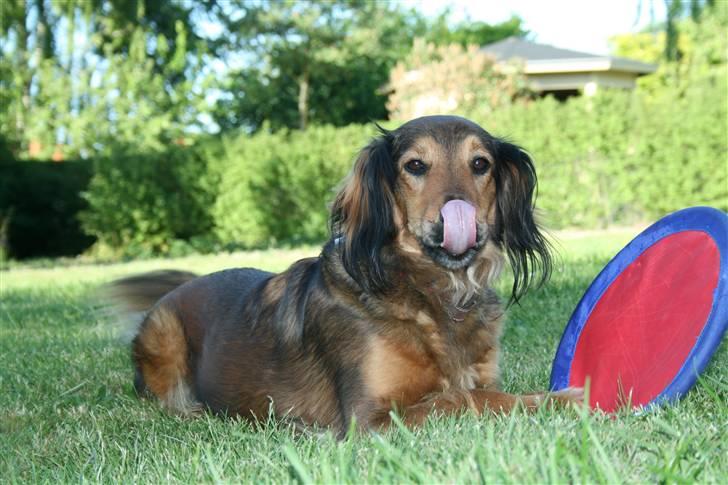 Blanding af racer Molly billede 2