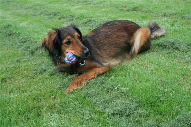 Blanding af racer Molly billede 3