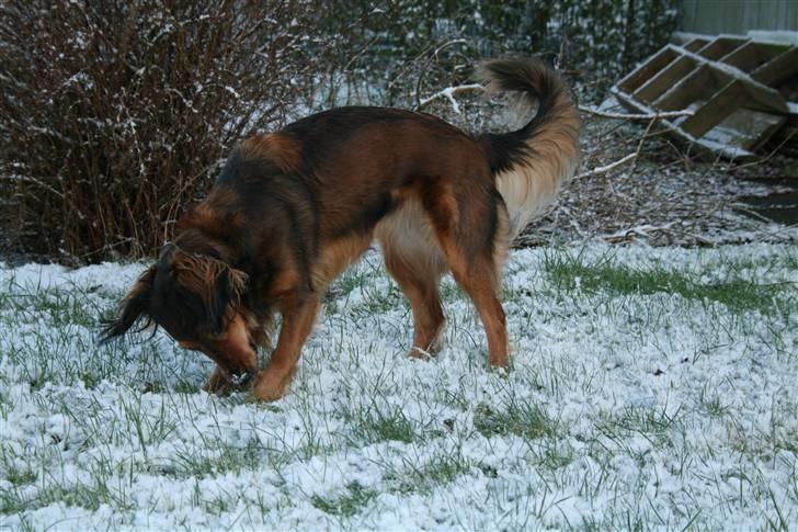 Blanding af racer Molly billede 4