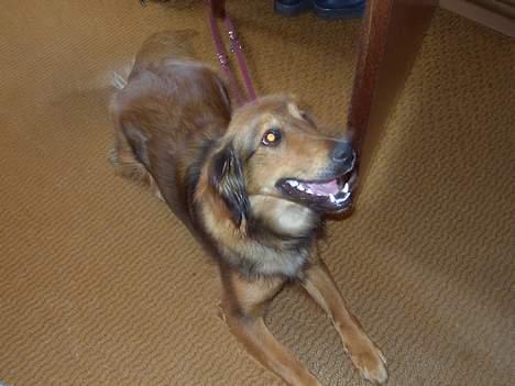 Blanding af racer Molly billede 5