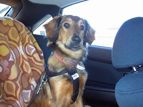 Blanding af racer Molly billede 6