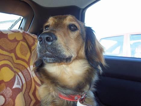 Blanding af racer Molly billede 7