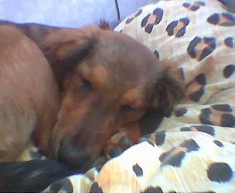 Blanding af racer Molly billede 8