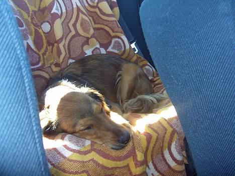 Blanding af racer Molly billede 9