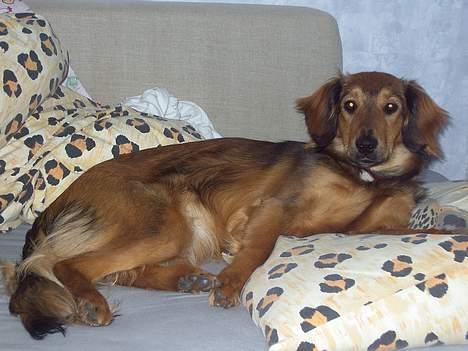 Blanding af racer Molly billede 10