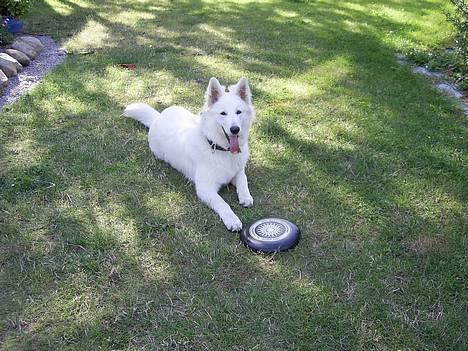 Hvid Schweizisk Hyrdehund Tinke - 14-07-06 billede 1