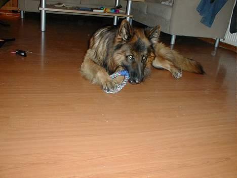 Schæferhund Svikmøllens Larus ( himmelhund ) - Sahro med noget af sit elskede legetøj billede 4