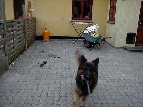 Schæferhund Svikmøllens Larus ( himmelhund ) - Sahro i gården billede 5