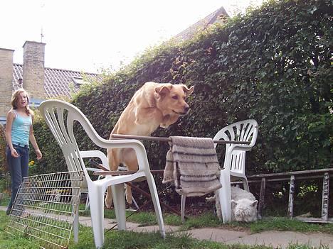 Blanding af racer malou - HOPLA! Nemt nok ! <3 *NYT* billede 18