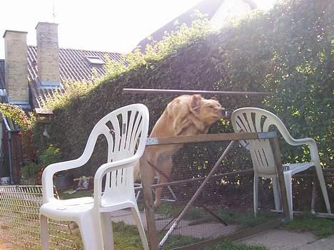 Blanding af racer malou - BOING! aav mit hoved! snyder aldrig igen´! :D  *NYT* billede 19