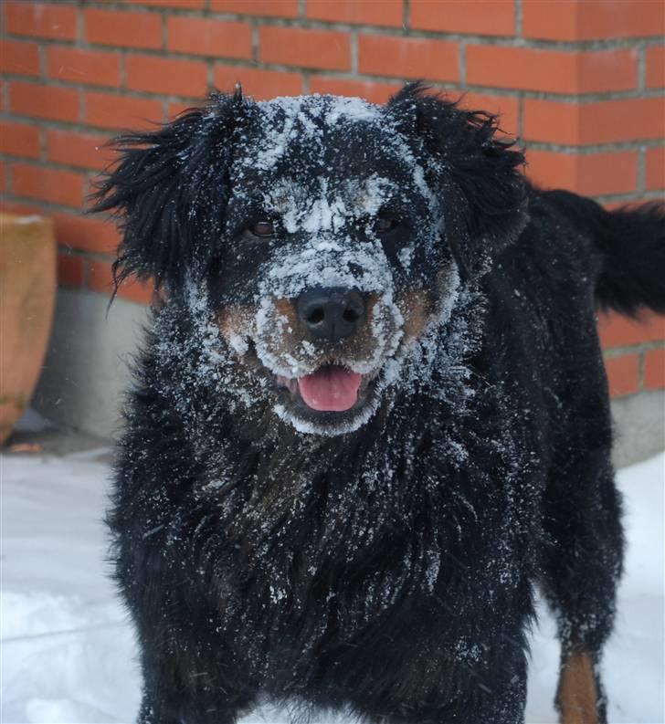 Rottweiler Chang - Den afskyelige sne hund.. Jan 10 billede 18