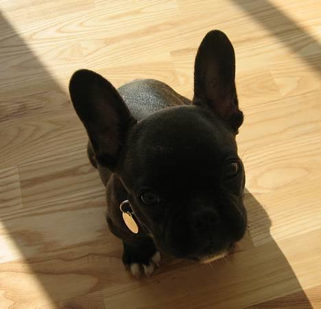 Fransk bulldog Osvald - sommer 2005 billede 2