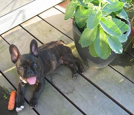 Fransk bulldog Osvald billede 4