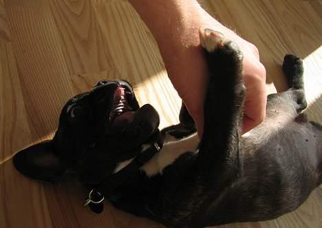 Fransk bulldog Osvald billede 5