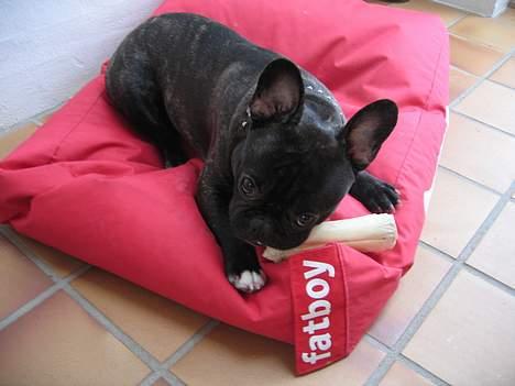 Fransk bulldog Osvald billede 6