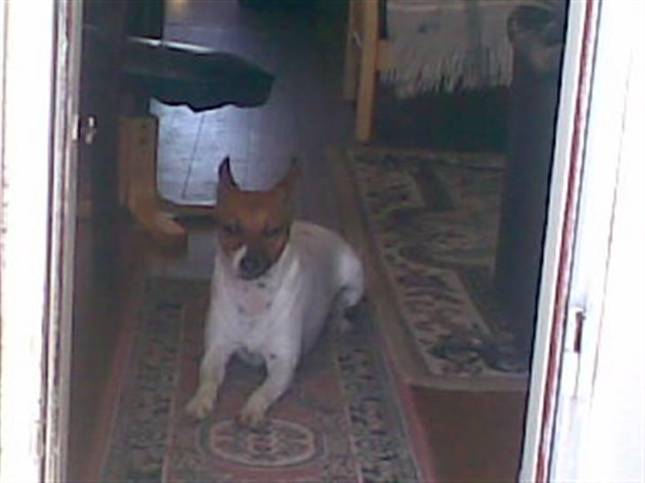 Dansk svensk gaardhund Bob - Hej jeg hedder Bob velkommen til min profil. Håber i vil ligge en lille bedømmelse nu i er herinde billede 1