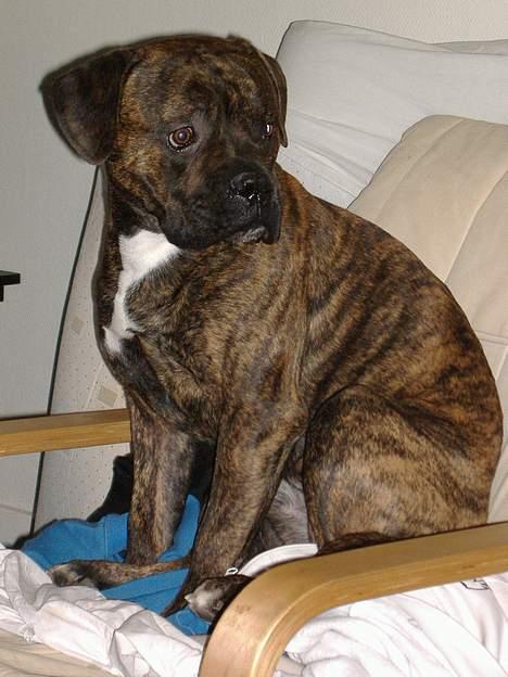 Amerikansk bulldog nipz billede 6