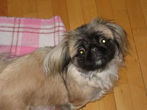 Pekingeser Gucci billede 13