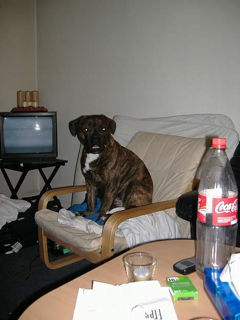 Amerikansk bulldog nipz billede 7