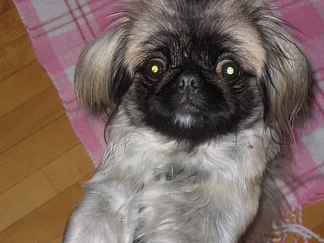 Pekingeser Gucci billede 14