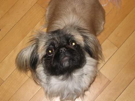 Pekingeser Gucci billede 15
