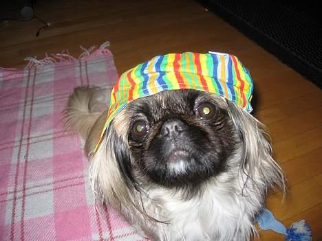 Pekingeser Gucci billede 16