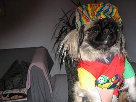Pekingeser Gucci billede 17