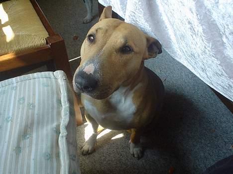 Blanding af racer bella billede 2