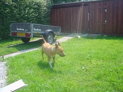 Blanding af racer bella billede 3