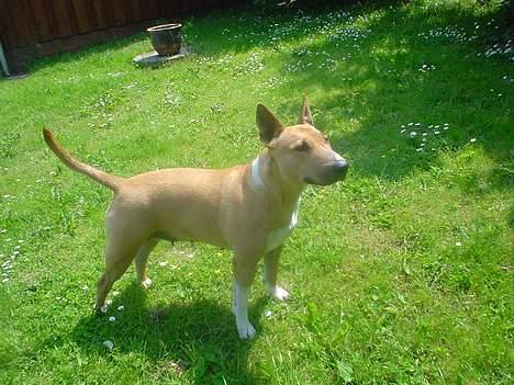 Blanding af racer bella billede 4