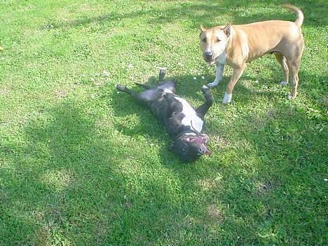 Blanding af racer bella billede 5