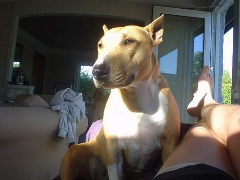 Blanding af racer bella billede 6