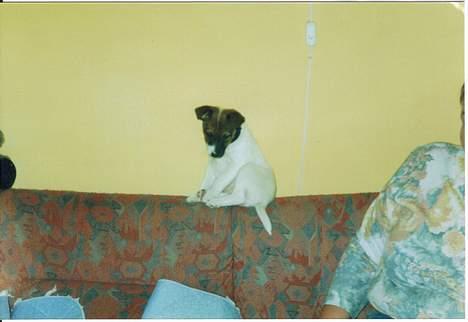 Dansk svensk gaardhund Bob - Bob da hun kun var omkring de 10-11 uger<33 billede 3