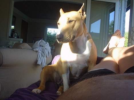 Blanding af racer bella billede 7