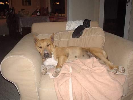 Blanding af racer bella billede 8