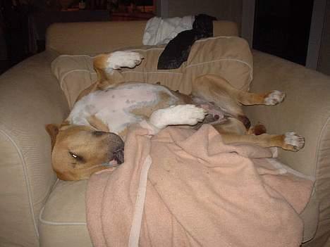 Blanding af racer bella billede 9