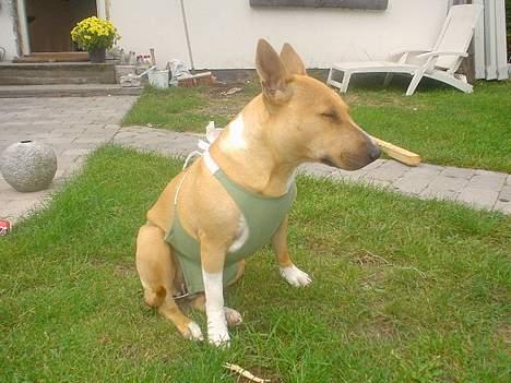 Blanding af racer bella billede 10