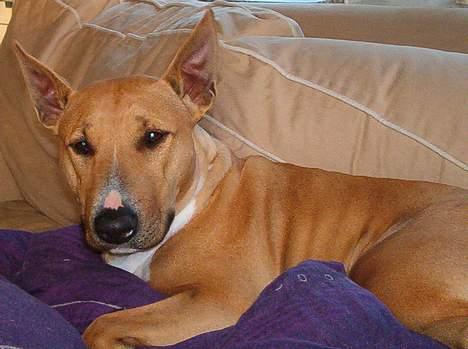 Blanding af racer bella billede 11