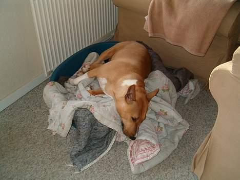 Blanding af racer bella billede 12