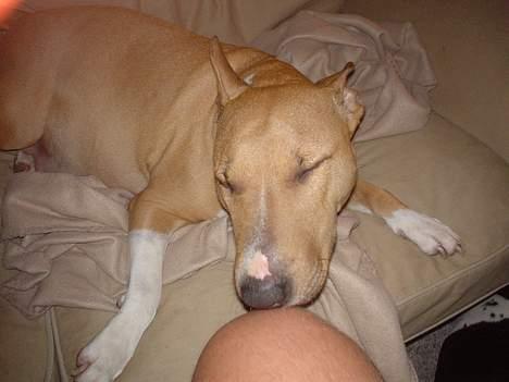 Blanding af racer bella billede 13